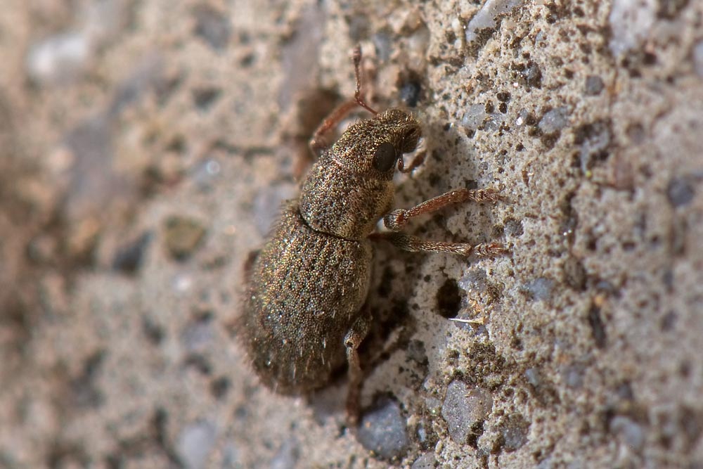 Curculionidae:   Sitona hispidulus